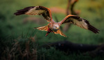 Red kite with a snack