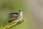 Andean Emerald Tandayapa Bird Lodge Ecuador 20141111-4837.jpg