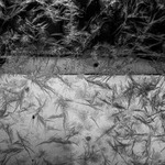 Frostrosor och tennisnät.