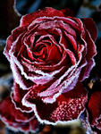 Frozenrose