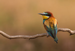 Bee Eater12