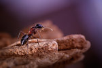 Desert ant