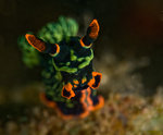 Nembrotha kubaryana