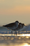 Willet