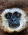 Vithandad gibbon