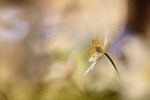Anemone II