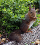 Ekorren p&aring; bes&ouml;k...