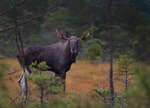 Granruskigt stor tjur