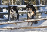 AUSTRALIAN SHEPHERDS