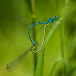 Parande flicksl&auml;ndor.