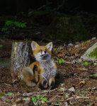 R&auml;vunge kliar sig.