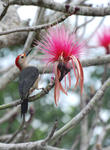 Redwented Yucatan Woodpecker