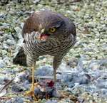 Med mat i n&auml;bben