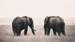 Elefanttjurar på Serengeti