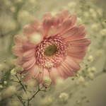 Gerbera