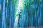 Bambuskog i blått