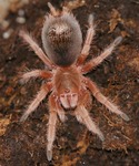 Grammostola Rosea (RCF)