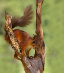 Gillar att kl&auml;ttra.....