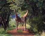 Giraffer i Entabeni, Sydafrika