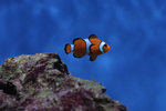 Amphiprion ocellaris