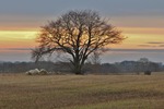 Tree on the field