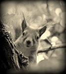 Vad g&ouml;r du i min tr&auml;dg&aring;rd??