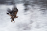 Fångad i flyktens ögonblick...