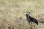 Spotted Hyaena