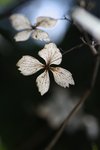 Hortensia