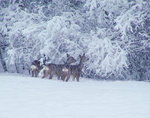 Rådjur i snöstorm