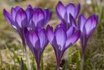 Vårsolen fångad i första krokusblommorna