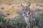 Panterlo - Iberian lynx