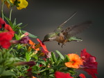 Kolibri i Colorado