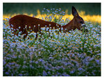 I en värld av blommor