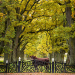 Jag som bor h&auml;r