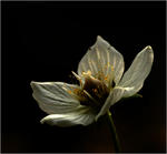 Slåtterblomma