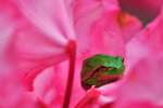 Lövgroda i rhododendronblomma