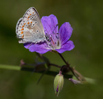 Midsommarbl&aring;vinge..