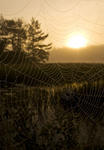 Spiders web