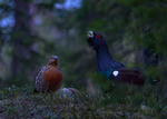 Tidig gryning i tjäderskogen