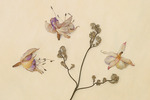 Herbarium #4