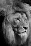 lion