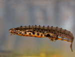 Mindre Vattensalamander(Triturus vulgaris)Hane