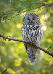 Ural owl close-up