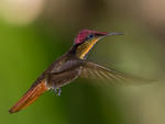 Ruby-topaz Hummingbird