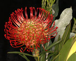 Proteas