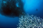 Sardine Run