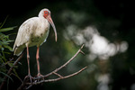 Ibis