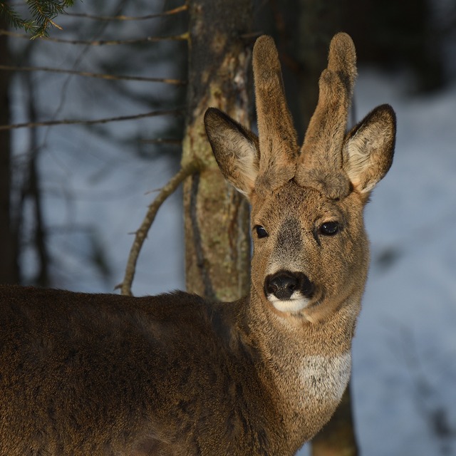 r&aring;bocken i skogsgl&auml;ntan