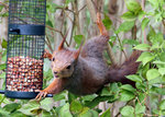 Ekorre vid foderautomat